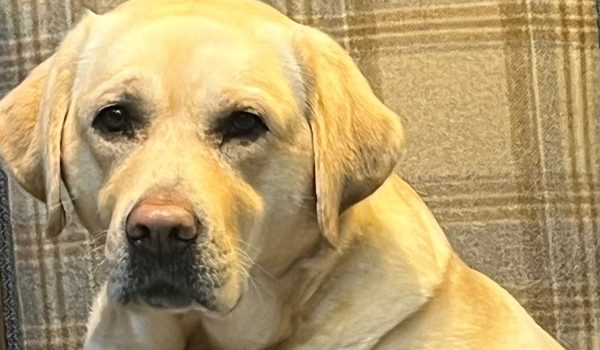 Isla a golden labrador