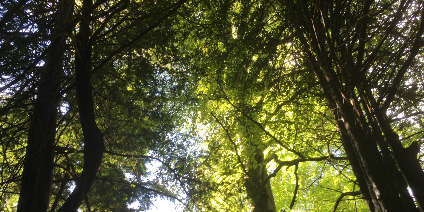 A calming forest scene