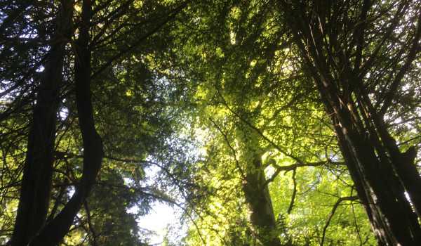 A calming forest scene