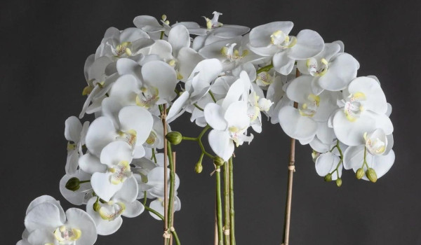 Orchid plant accessory at Delcor