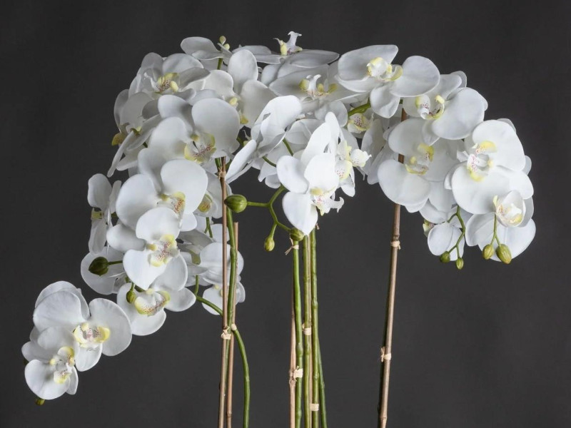 Orchid plant accessory at Delcor